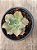 Echeveria chantilly marginata (reversa) - Imagem 3