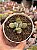 Cotyledon orbiculata var. oblonga - Imagem 1