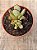 Cotyledon orbiculata var. oblonga - Imagem 3