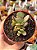 Cotyledon orbiculata var. oblonga - Imagem 1