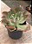 Echeveria japan moon river (reversa) sem raiz - Imagem 2