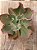 Echeveria japan moon river (reversa) sem raiz - Imagem 3