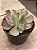 Echeveria japan moon river cristata (reversa) sem raiz - Imagem 2