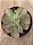 Echeveria japan moon river cristata (reversa) sem raiz - Imagem 3