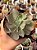 Echeveria japan moon river cristata (reversa) sem raiz - Imagem 1