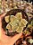 Echeveria albicans - Imagem 1