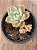 Echeveria albicans - Imagem 3