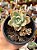 Echeveria albicans - Imagem 1
