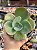 Echeveria lemon rose (sem raiz) - Imagem 1