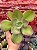 Echeveria lemon rose - Imagem 1