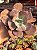 Echeveria dreams and phantasms G sem raiz - Imagem 1