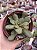 Crassula orbicularis ssp. - Imagem 1