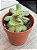 Crassula orbicularis ssp. - Imagem 2