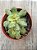Crassula orbicularis ssp. - Imagem 3