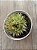 Echeveria silver star - Imagem 3