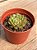 Echeveria mínima cv miniouhikou - Imagem 2