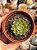 Echeveria mínima cv miniouhikou - Imagem 1