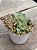 Graptoveria titubans x Sedum mirinae - Imagem 2