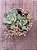 Graptoveria titubans x Sedum mirinae - Imagem 3