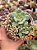 Graptoveria titubans x Sedum mirinae - Imagem 1