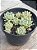 Echeveria prolifica - Imagem 2