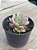 Echeveria ben badis variegata - Imagem 2