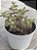 Crassula wolkensis - Imagem 2