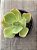 Echeveria chantilly green - Imagem 3