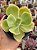 Echeveria chantilly green - Imagem 1