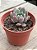 Echeveria Humberto villa - Imagem 2