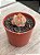 Echeveria Beatrice (plug) - Imagem 2
