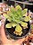 Aeonium híbrido - Imagem 1