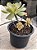 Aeonium híbrido - Imagem 2