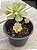 Aeonium híbrido - Imagem 2