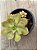 Aeonium híbrido - Imagem 3
