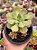 Aeonium híbrido - Imagem 1