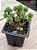 Sedum multiceps - Imagem 2