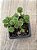 Sedum multiceps - Imagem 3