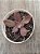 Echeveria Hainakada variegata 02 - Imagem 3