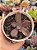 Echeveria Hainakada variegata 02 - Imagem 1