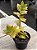 Crassula láctea ssp - Imagem 2