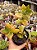 Crassula láctea ssp - Imagem 1