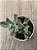 Echeveria gisele - Imagem 3