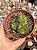 Echeveria salsa verde (colônia) - Imagem 1
