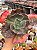 Echeveria can can variegata - Imagem 1