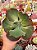 Echeveria can can variegata - Imagem 1
