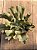 Echeveria medusa G - Imagem 3