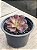 Aeonium Kilimanjaro - Imagem 2