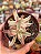 Crassula candy cane variegata - Imagem 1