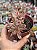 Crassula candy cane variegata - Imagem 1